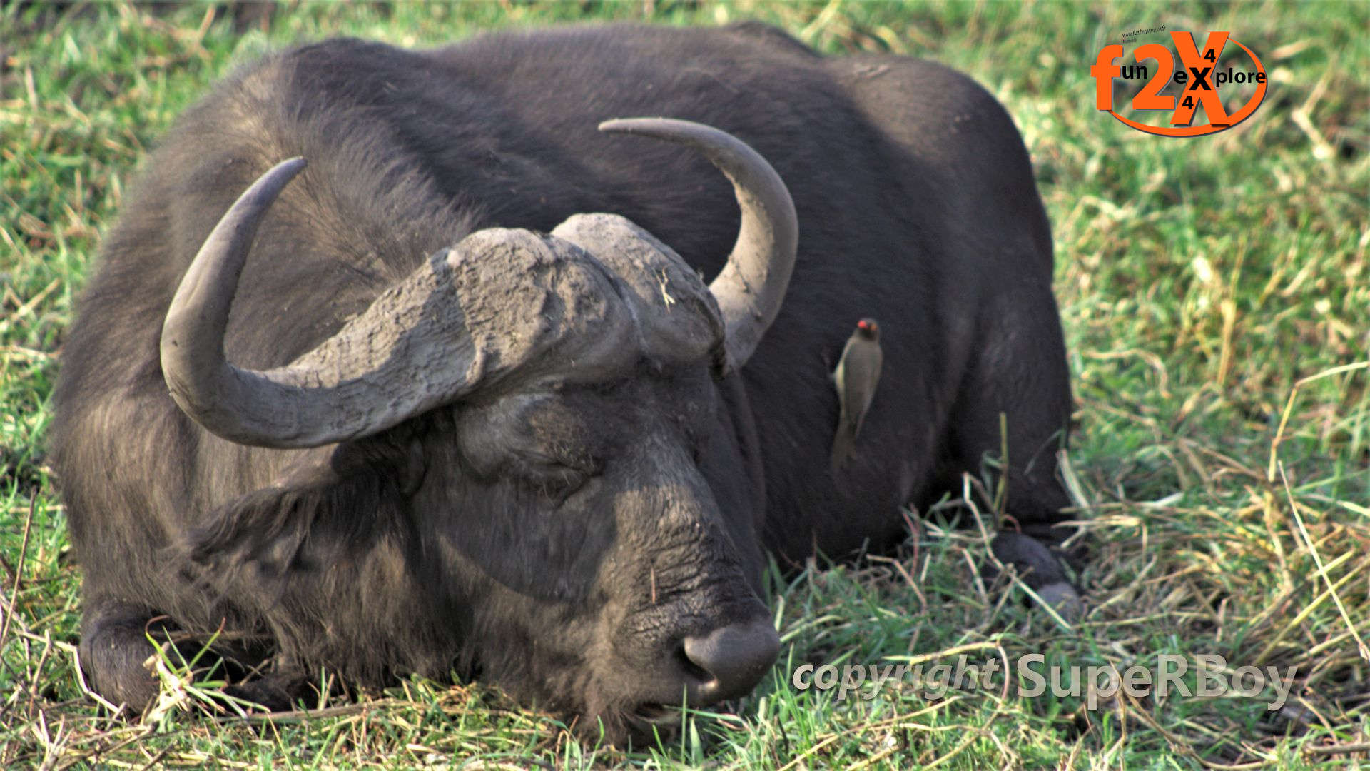 Buffalo Chobe